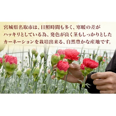 名取市名産『カーネーション』 お任せミックスカラー 15本|21_sge-011501