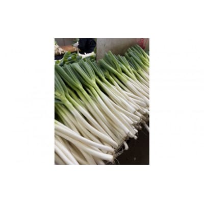 <11月上旬～4月下旬発送予定>白ねぎ(9kg)