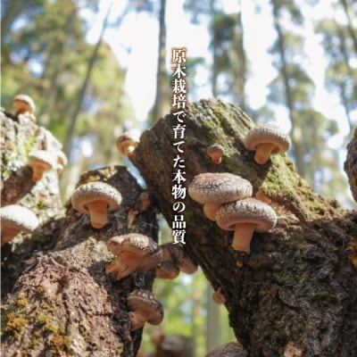 【ふるさと納税】おがわ作小屋村 原木干し椎茸300g(100g×3袋)九州 宮崎 西米良村 原木栽培
