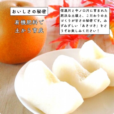 先行受付 和梨 あきづき 約5kg 令和8年度 新潟県三条市産 三次郎農園 【015S204】