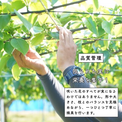 先行受付 和梨 あきづき 約5kg 令和8年度 新潟県三条市産 三次郎農園 【015S204】
