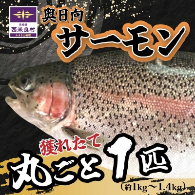 【ふるさと納税】清らかな水と寒暖差の大きな山地の気候で大切に育てられた「奥日向サーモン」魚 海鮮 