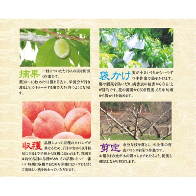 【先行受付】部谷桃園 ひろしま大和の桃 9～10個セット [067-002]