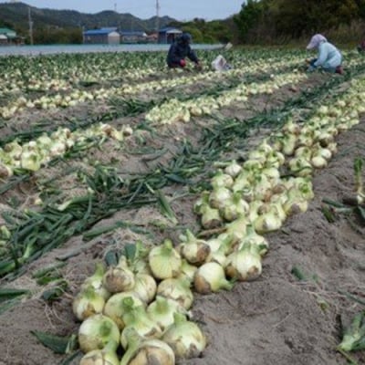 【新玉先行受付・サイズ色々】淡路島フルーツ玉ねぎ3kg・テレビや雑誌で多数紹介 
