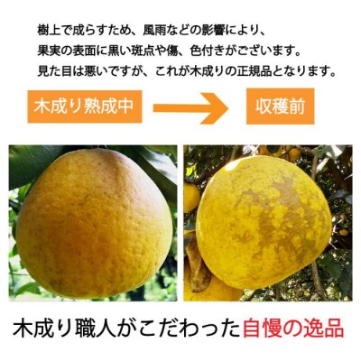 愛南ゴールド ( 河内晩柑 ) 6kg 愛南町 青果市場 発送: 7月下旬～ (なくなり次第終了)