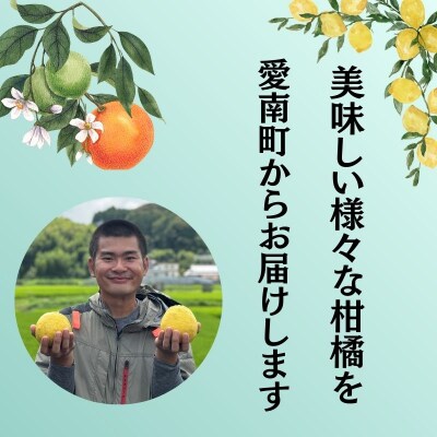 訳あり 愛南ゴールド(河内晩柑) 5kg 柑橘 みかん 傷 不揃い 規格外 常温 愛南町 青果市場