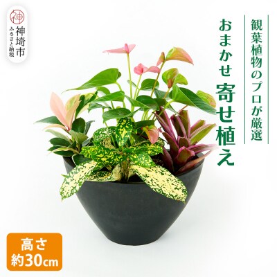 オリジナルアレンジ観葉植物　Sサイズ (H086109)