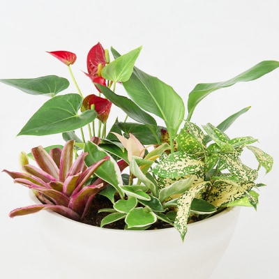 オリジナルアレンジ観葉植物　Mサイズ (H086110)