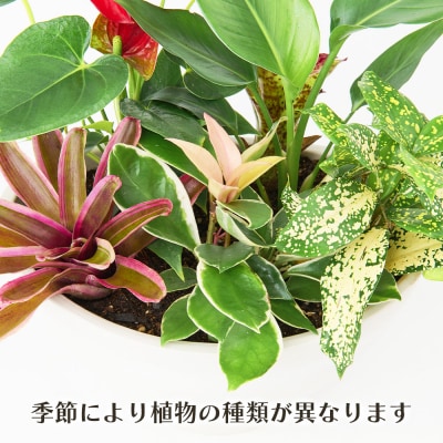 オリジナルアレンジ観葉植物　Mサイズ (H086110)
