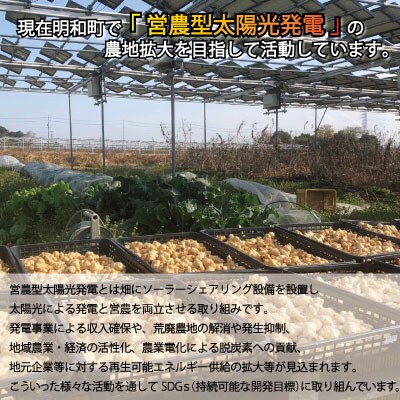 菊芋 加工品 6点セット