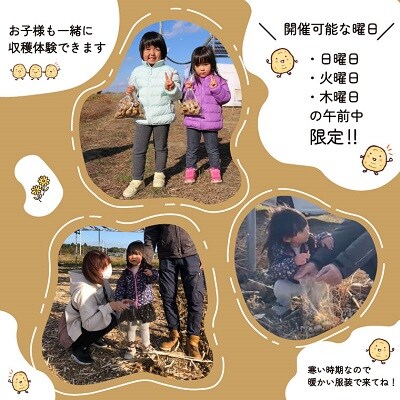 菊芋堀り 体験 (10kgまでお持ち帰りいただけます)