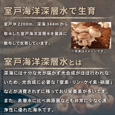 国産干し椎茸 10袋 小分け入り 計300g