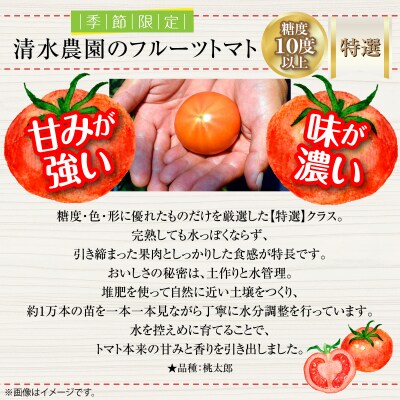 <2026年6月下旬よりお届け>【糖度10度以上】こだわりフルーツトマト 20玉以上 SBTO005