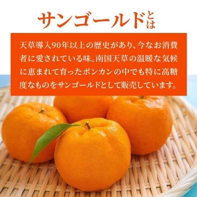 天草産 ぽんかん(サンゴールド)5kg〈先行受付〉_S053-004A
