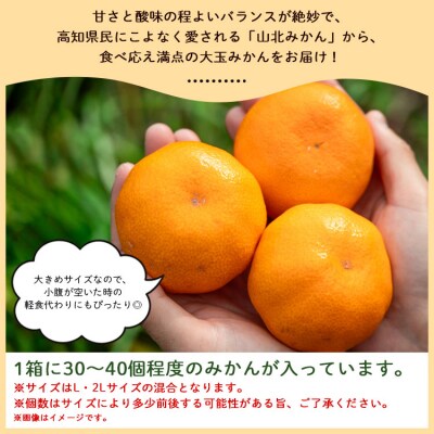 みかん大玉5kg 5キロ 温州みかん 山北 山北みらい yk-0079