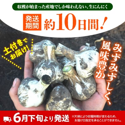 【2026年6月下旬発送開始】掘りたて 生にんにく 青森県産 MLサイズ混合 3kg(土つき)
