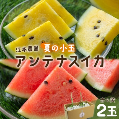 小玉スイカ 2玉 約4kg 糖度13～14前後 【期間限定】【7月発送】江本農園 em-0032