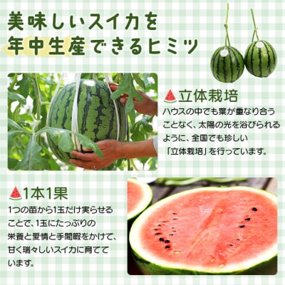 小玉スイカ 2玉 約4kg 糖度13～14前後 【期間限定】【7月発送】江本農園 em-0032