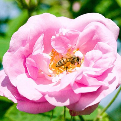 秋田薔薇園産 純粋ローズウォーター 100ml×3本|22_rsm-110301