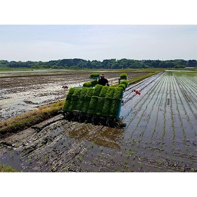 「2020年3月中旬発送」令和元年産　まっしぐら　玄米10kg