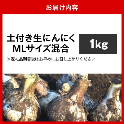 【2026年6月下旬発送開始】掘りたて 生にんにく 青森県産 MLサイズ混合 1kg(土つき)