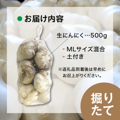 【2026年6月下旬発送開始】掘りたて 生にんにく 青森県産 MLサイズ混合 500g (土つき)