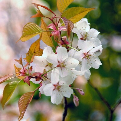 山桜はちみつと春の田舎はちみつの3種ギフトセット【茨城県共通返礼品/五霞町】 _EY01