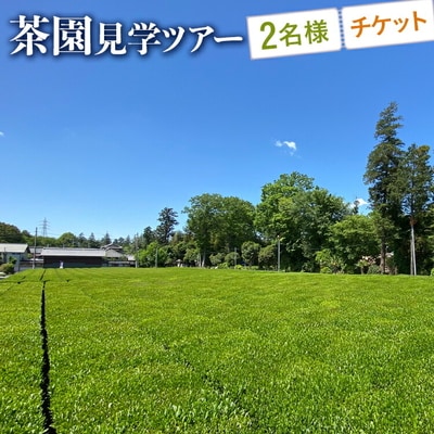 茶園見学ツアー2名様チケット | 体験 茶園 老舗 さしま茶 猿島茶 和紅茶 いずみ _BM06