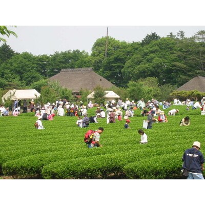 古河公方公園摘み さしま茶 オリジナルポストカード2枚付き ※着日指定可 _DP20