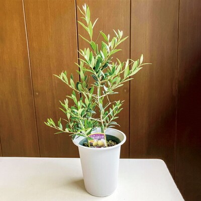 おすすめオリーブ6号 | 観葉植物 植物 グリーン オリーブの木 室内 苗 鉢植え _BZ05
