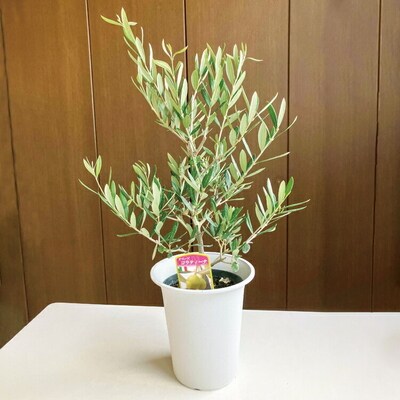 おすすめオリーブ6号 | 観葉植物 植物 グリーン オリーブの木 室内 苗 鉢植え _BZ05