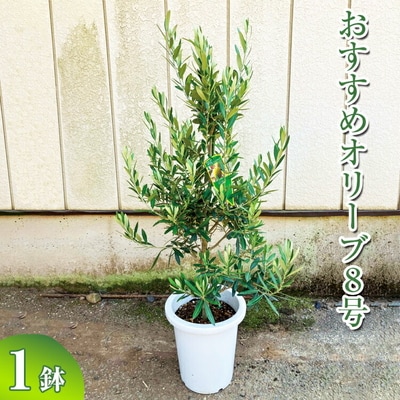 おすすめオリーブ8号 | 観葉植物 植物 グリーン オリーブの木 室内 苗 鉢植え _BZ12