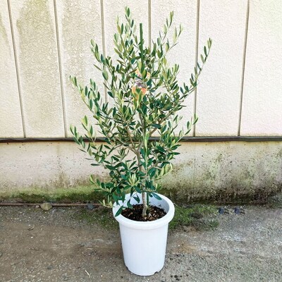おすすめオリーブ8号 | 観葉植物 植物 グリーン オリーブの木 室内 苗 鉢植え _BZ12