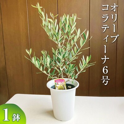 オリーブ コラティーナ6号 | 観葉植物 植物 グリーン オリーブの木 コラティーナ _BZ07