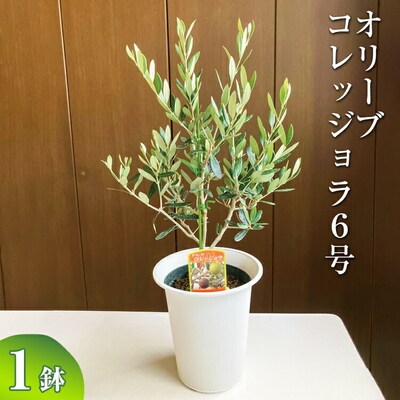 オリーブ コレッジョラ6号 | 観葉植物 植物 グリーン オリーブの木 コラッジョラ _BZ08