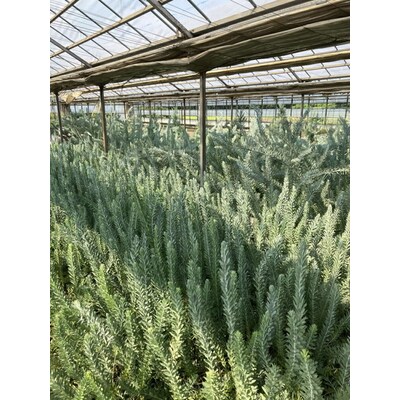 アカシア ブルーブッシュ8号 | 観葉植物 植物 グリーン アカシアの木 _BZ19
