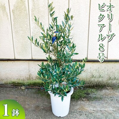 オリーブ ピクアル8号 | 観葉植物 植物 グリーン オリーブの木 ピクアル _BZ18