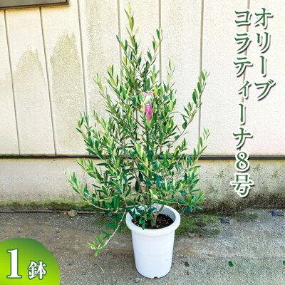 オリーブ コラティーナ8号 | 観葉植物 植物 グリーン オリーブの木 コラティーナ _BZ14