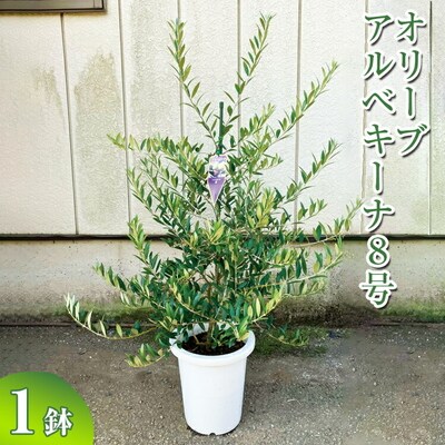 オリーブ アルベキーナ8号 | 観葉植物 植物 グリーン オリーブの木 アルベキーナ _BZ13