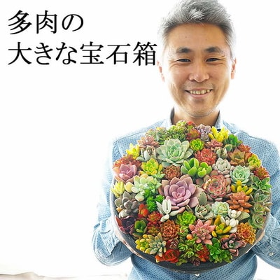 多肉植物の寄せ植え 9号鉢 | 観葉植物 植物 グリーン 多肉 寄せ植え 室内 鉢植え _FC01