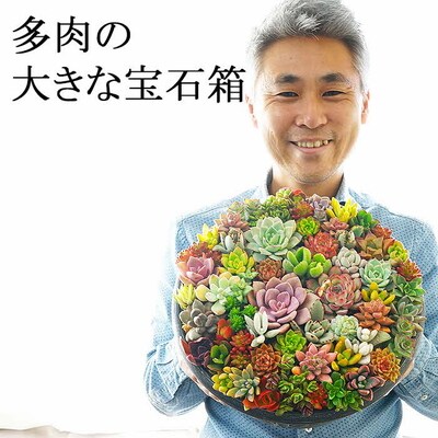 多肉植物の寄せ植え 9号鉢 | 観葉植物 植物 グリーン 多肉 寄せ植え 室内 鉢植え _FC01