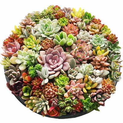 多肉植物の寄せ植え 9号鉢 | 観葉植物 植物 グリーン 多肉 寄せ植え 室内 鉢植え _FC01