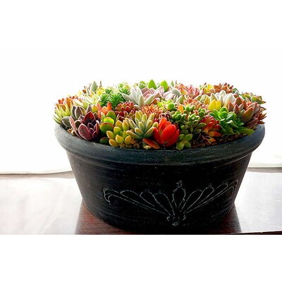 多肉植物の寄せ植え 9号鉢 | 観葉植物 植物 グリーン 多肉 寄せ植え 室内 鉢植え _FC01