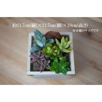 多肉植物 木箱の寄せ植え【S】 | 観葉植物 植物 グリーン 多肉 寄せ植え 室内 _FC07