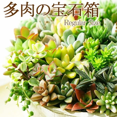 多肉植物の寄せ植え 6号鉢 | 観葉植物 植物 グリーン 多肉 寄せ植え 室内 鉢植え _FC02