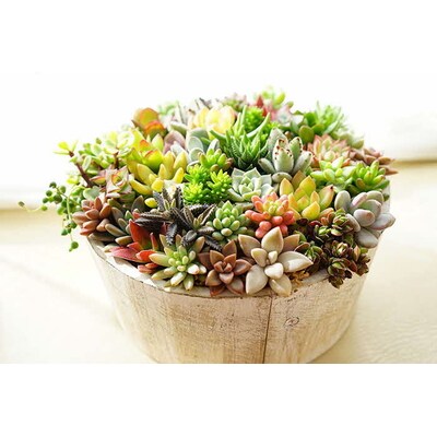 多肉植物の寄せ植え 6号鉢 | 観葉植物 植物 グリーン 多肉 寄せ植え 室内 鉢植え _FC02
