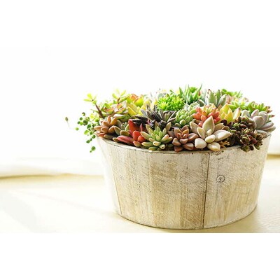 多肉植物の寄せ植え 6号鉢 | 観葉植物 植物 グリーン 多肉 寄せ植え 室内 鉢植え _FC02