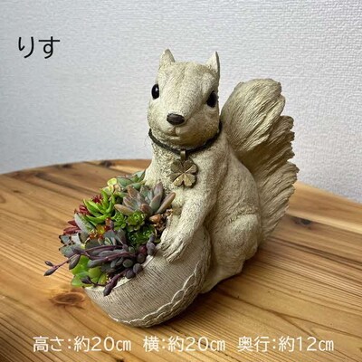 多肉植物の寄せ植え(りす)| 観葉植物 植物 グリーン 多肉 寄せ植え 室内 鉢植え _FC09