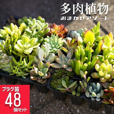 多肉植物 おまかせアソート 48苗セット| 観葉植物 植物 グリーン 多肉 鉢植え _FC05