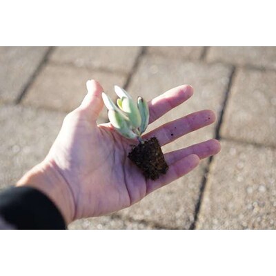 多肉植物 おまかせアソート 48苗セット| 観葉植物 植物 グリーン 多肉 鉢植え _FC05